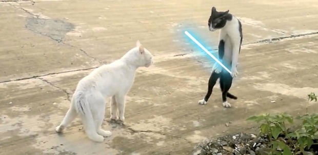 JEDI CATS. Qué bueno :D